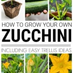 Collage of zucchini growing image