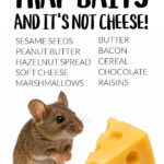 Infographic on best mouse trap baits with mouse standing next to chunk of cheese