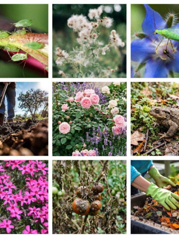 Collage of organic gardening tips