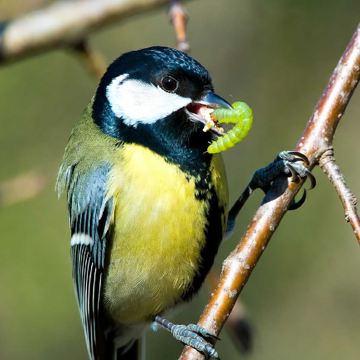 Great tit eating a caterpillar