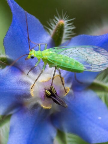 Lacewing on a borage flower