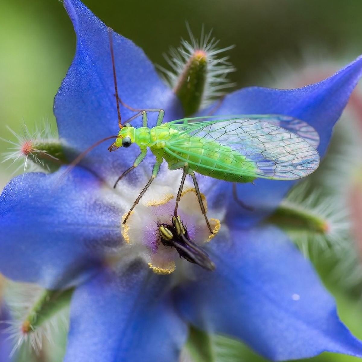 Lacewing on a borage flower