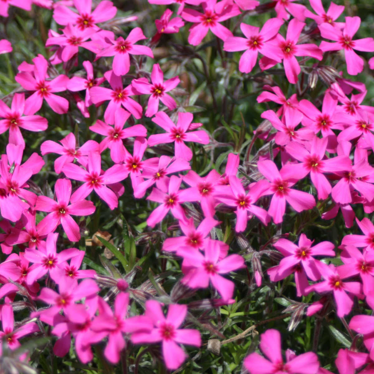 Creeping phlox