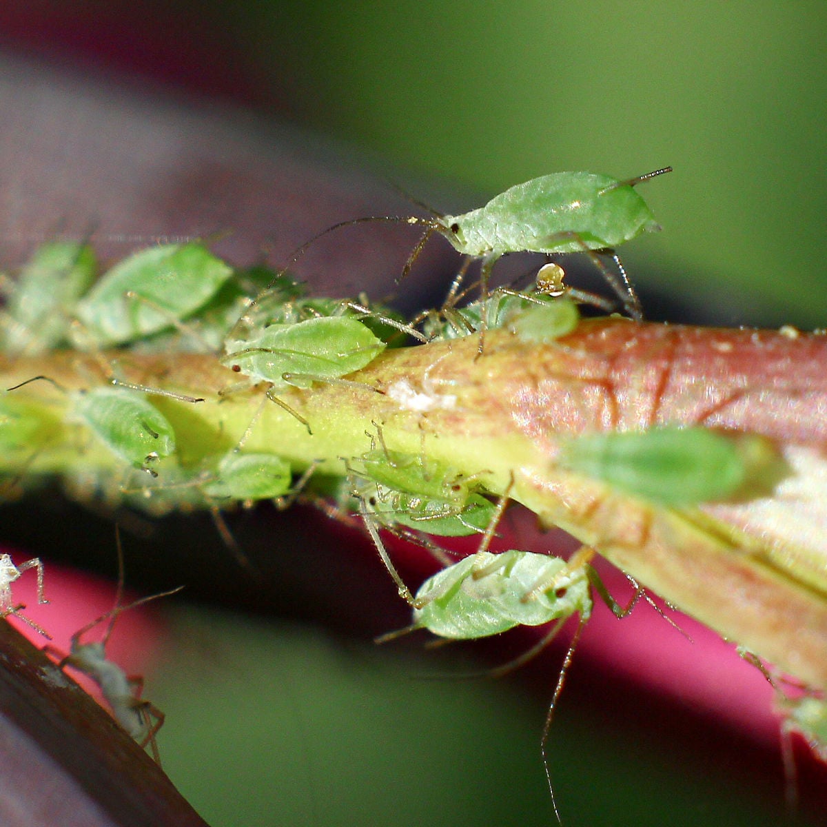 Greenfly