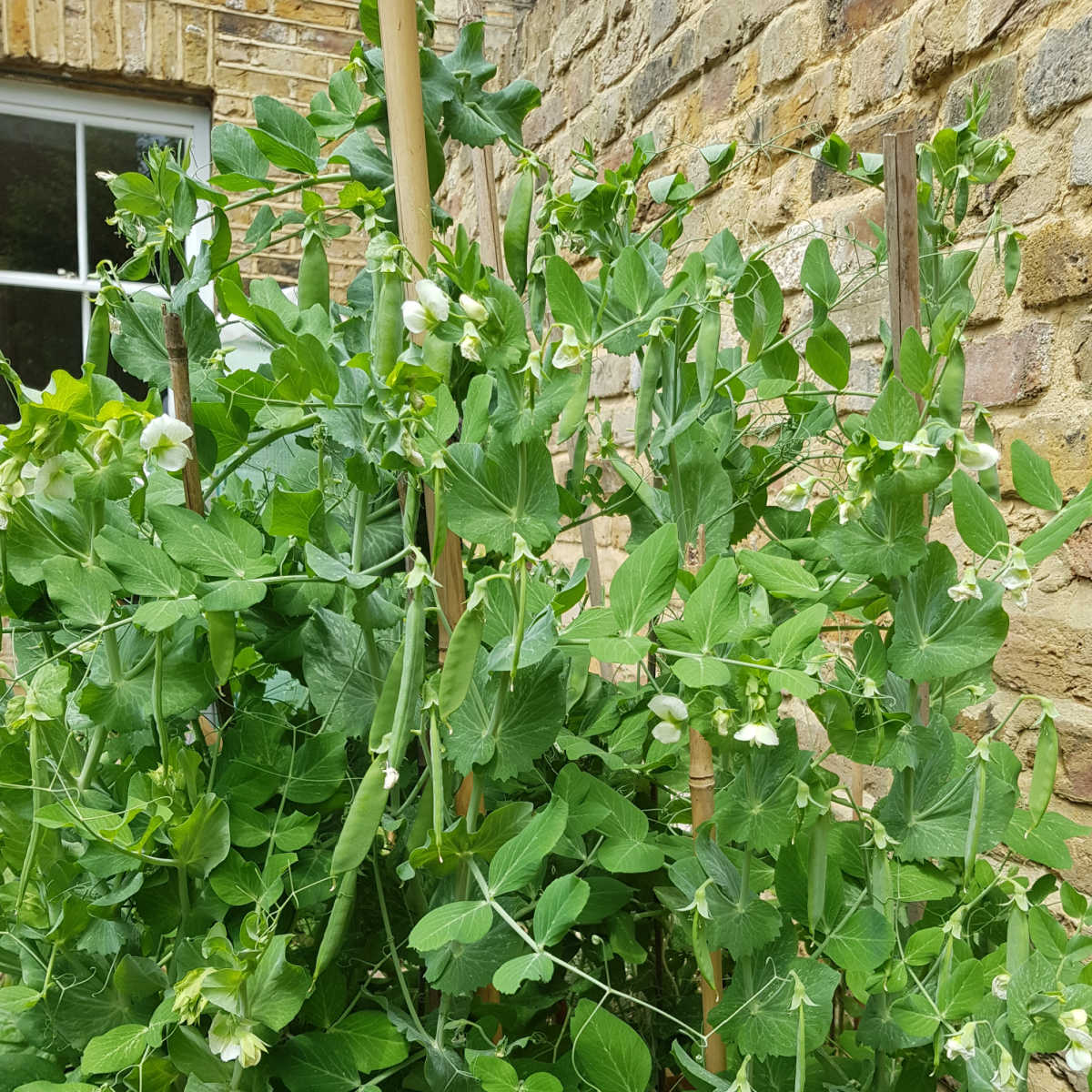 Garden pea canes growing against a wall