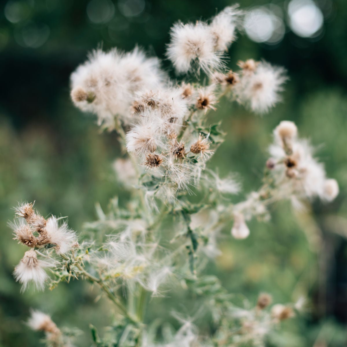 Dandelion heads