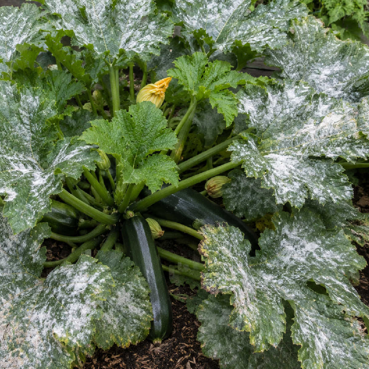 Powdery mildew on a zucchini plant