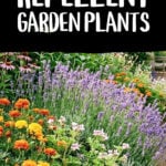 Citronella, lavender and marigolds growing in a garden as wasp repellent plants.