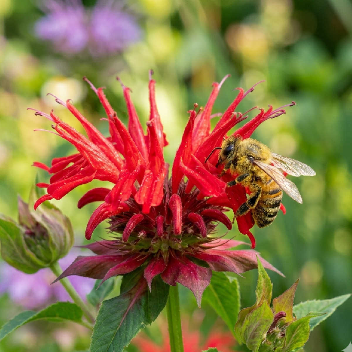 Bee on a bee balm flower
