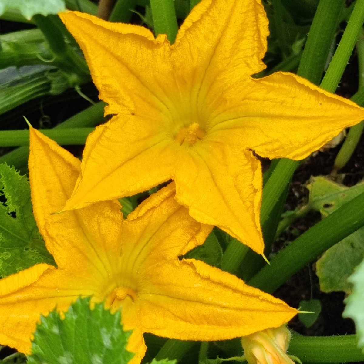 Zucchini flowers