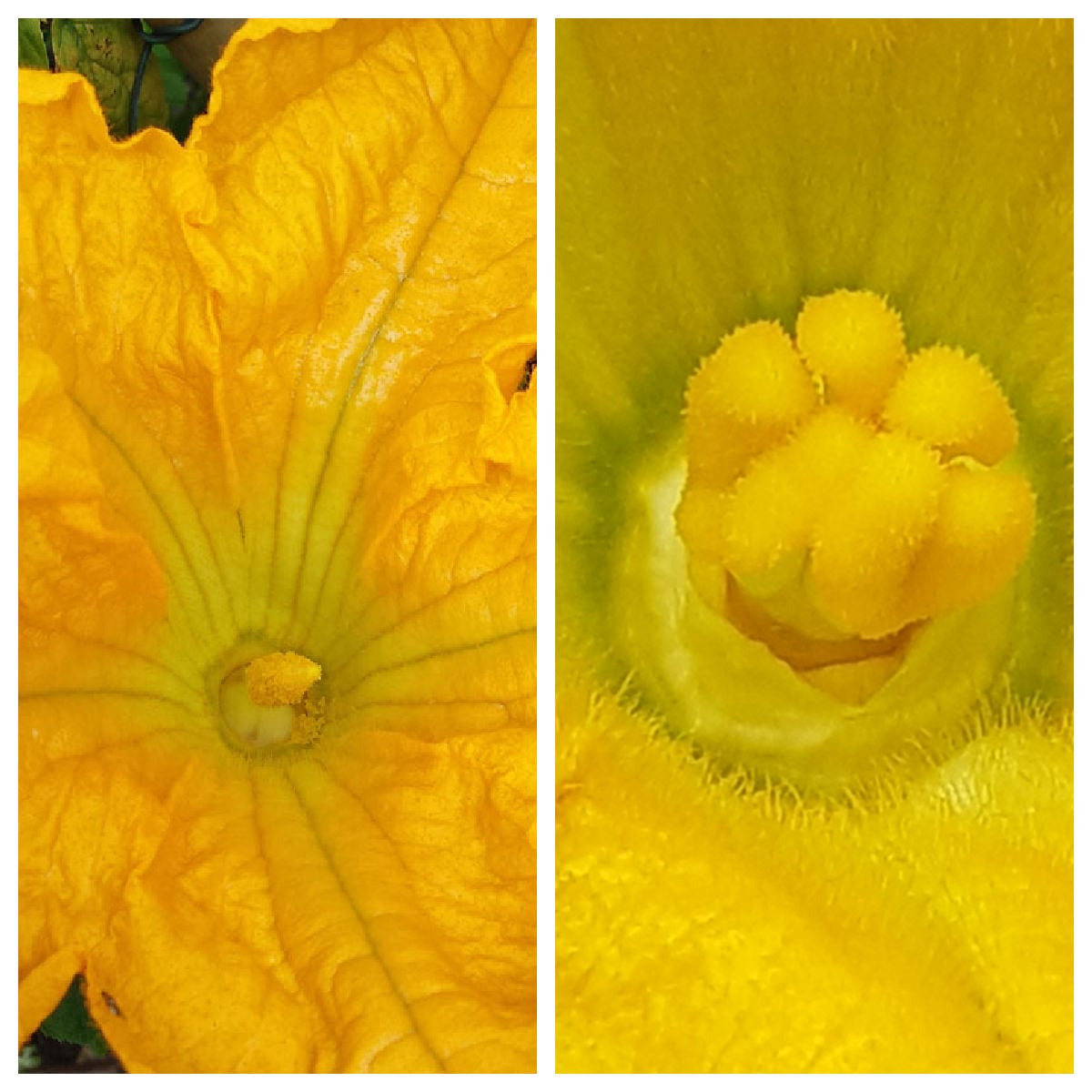 Male and female zucchini flowers