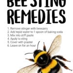 Infographic of bee sting remedies