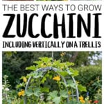 Collage of zucchini growing images
