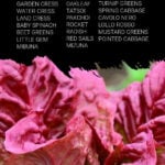 Infographic on quick growing vegetables