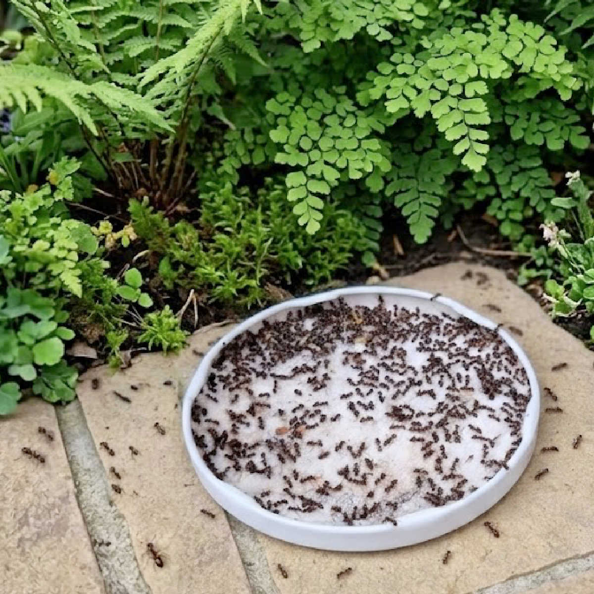 Homemade ant trap on garden patio