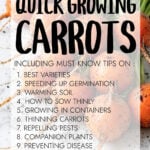 Infographic on growing carrots quickly