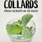 Collard greens growing from scraps in a jar of water