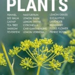Infographic of mosquito repellent plants
