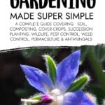 Borage plant