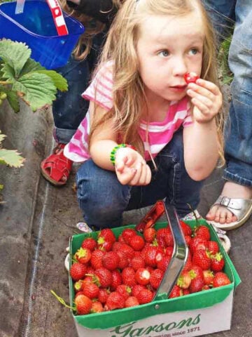 Girl picking strawberries at London pick your own farm