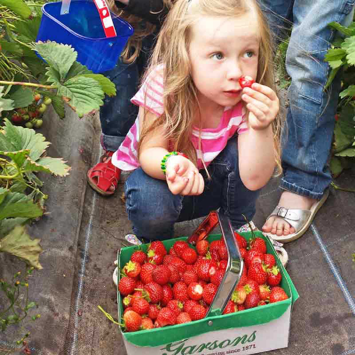 Girl picking strawberries at London pick your own farm