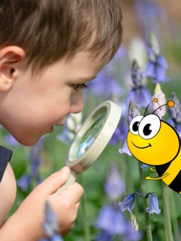 A boy and a cartoon bee looking at bluebells
