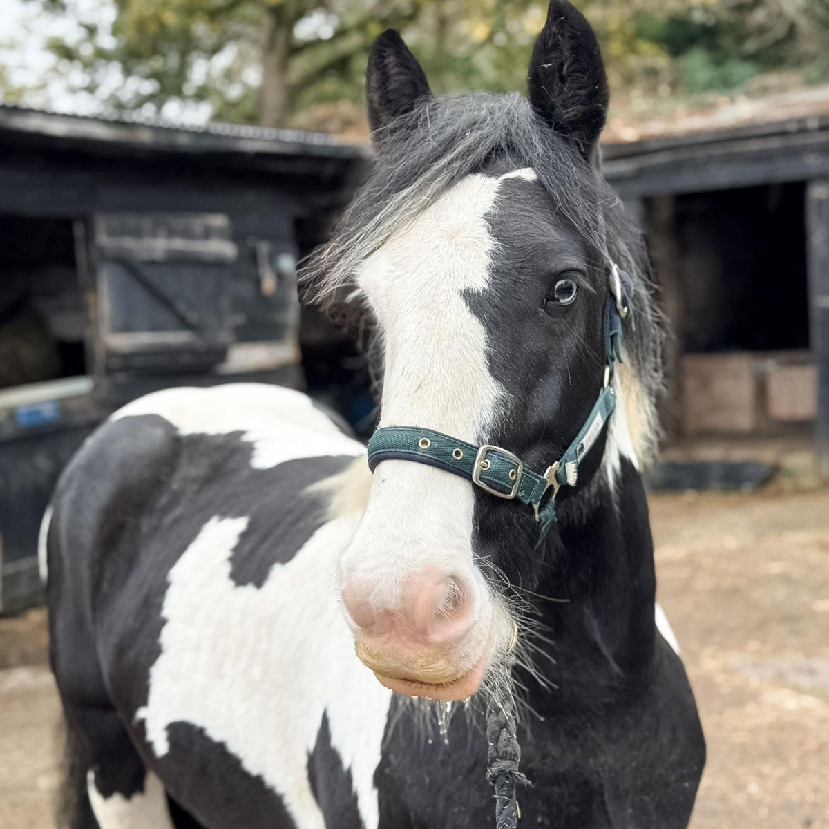 Horse at Kentish Town City Farm London