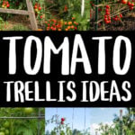 Collage of tomatoes growing on different types of trellis