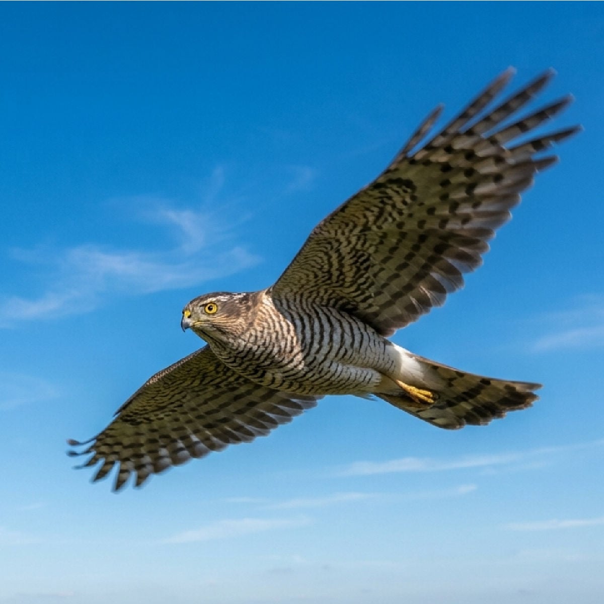 Hawk flying against blue sky