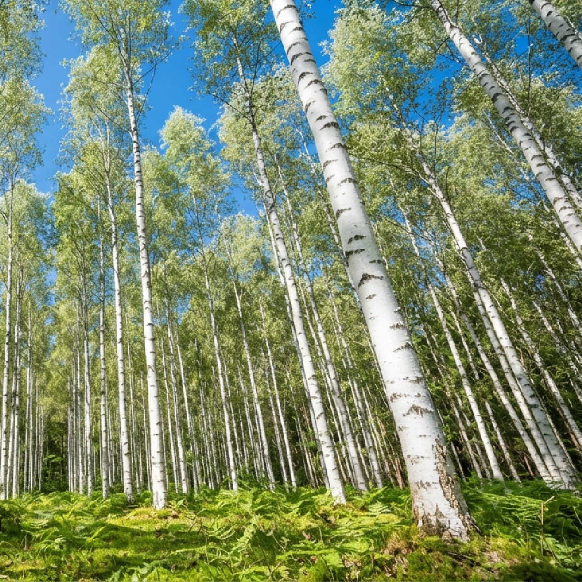 Silver birch wood