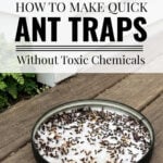 DIY ant trap in garden