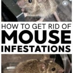 Collage of mice in mouse traps